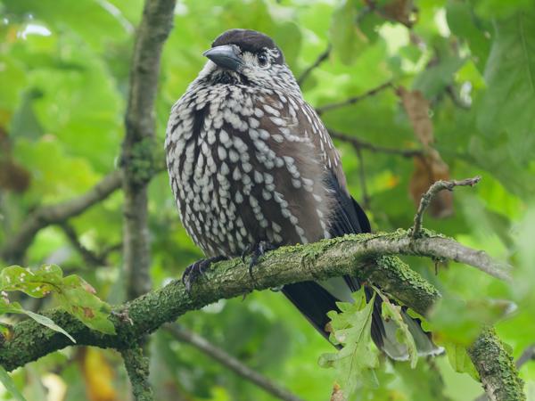 Northern nutcracker (Nucifraga caryocatactes)